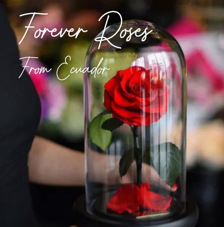Forever Roses to Cyprus